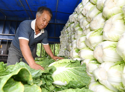 河北乐亭 优质蔬菜保障首都 菜篮子