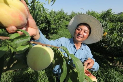 苏宁宜品新签80家原产地工厂,承包消费者菜篮子